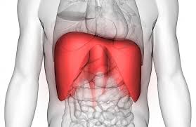 Diaphragme 